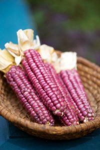'Tutelo Strawberry' is a rare Native American corn